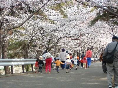 夙川河川敷緑地桜写真4