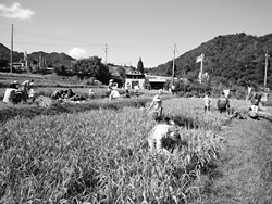 米作り体験農園