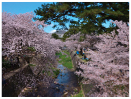 写真：桜の名所「夙川公園」