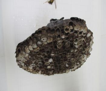 アシナガバチ後期の巣