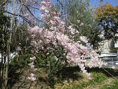しだれ桜の写真