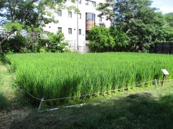 稲が育っている田んぼの写真