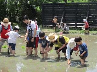 田植えの写真（3）