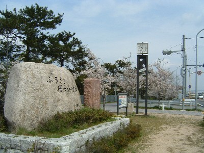 武庫川河川敷緑地桜写真