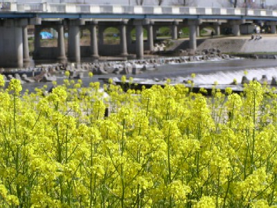 武庫川河川敷緑地菜の花写真