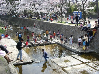 夙川河川敷緑地桜写真1