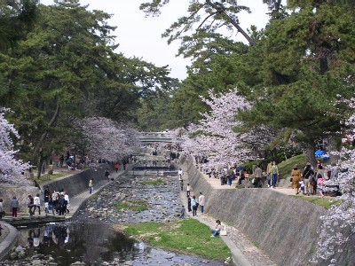 夙川河川敷緑地桜写真2