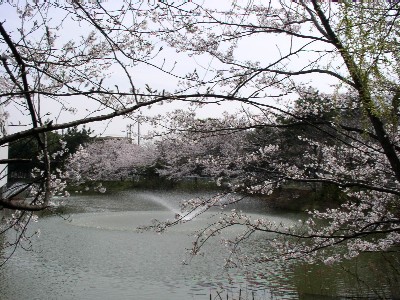 夙川河川敷緑地桜写真3