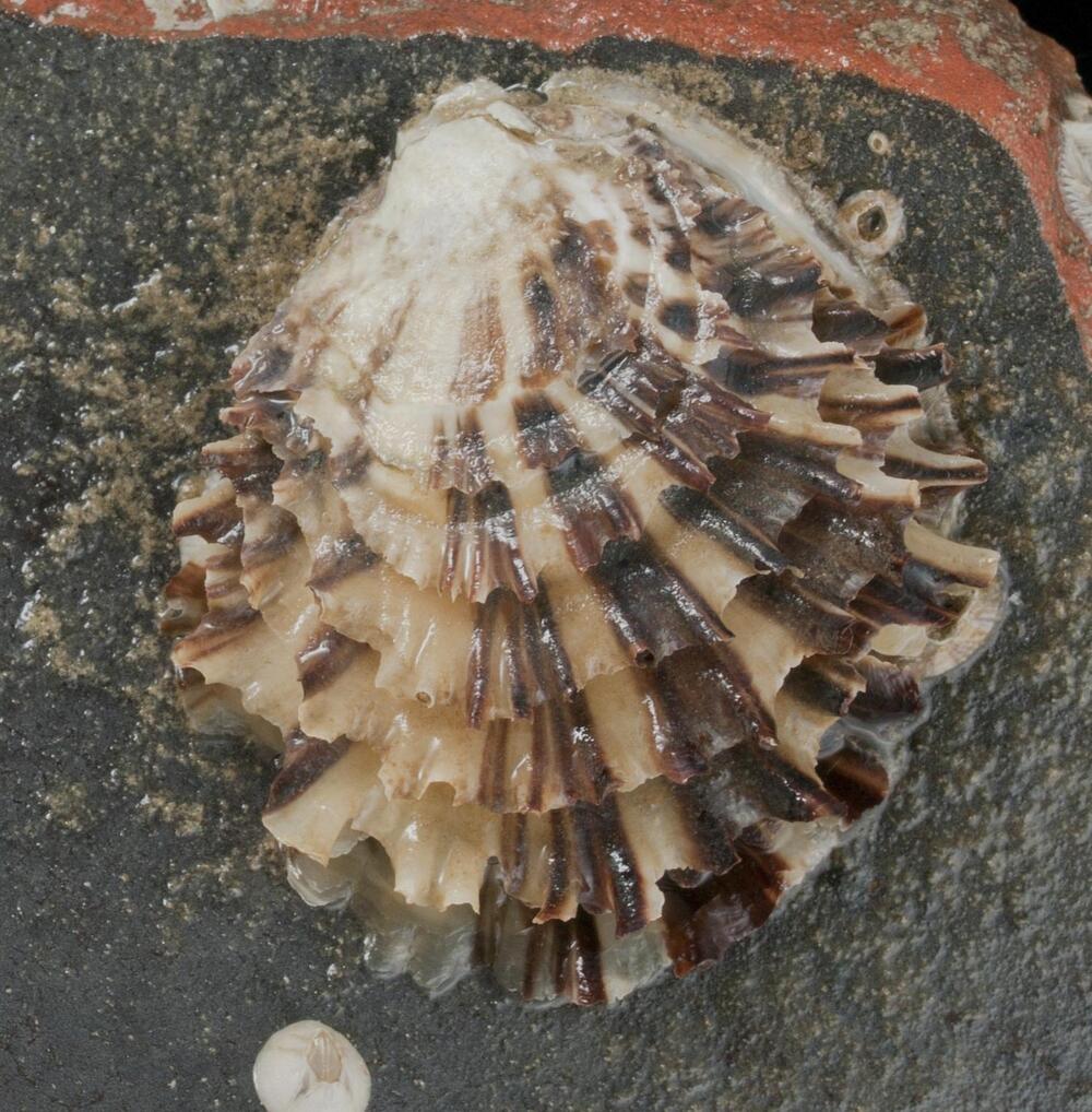 コウロエンカワヒバリガイの写真