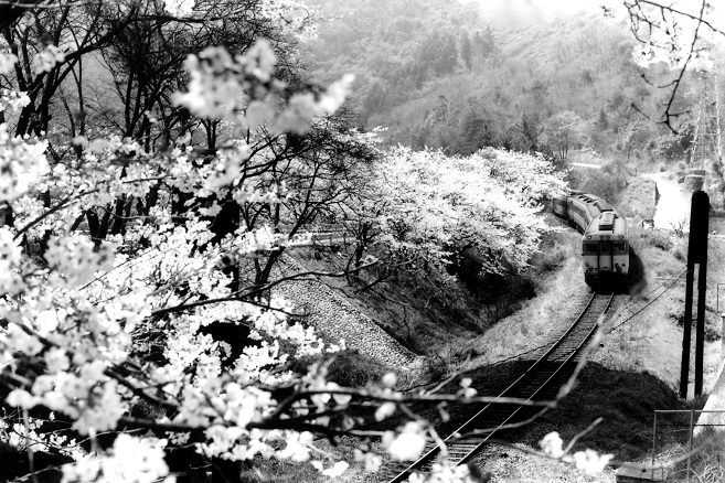 S52　桜の武庫川渓谷を走る福知山線