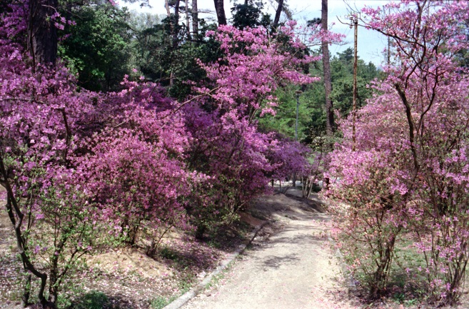 広田山散策路（昭和48年）