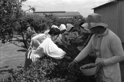 12 昭和46年　茶摘み