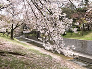 2015年4月9日の桜
