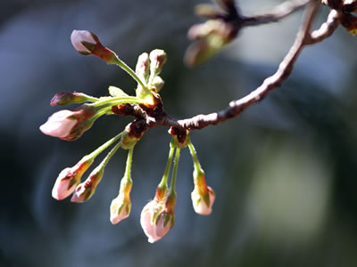 2016年3月21日の桜