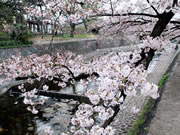 2016年4月1日の桜