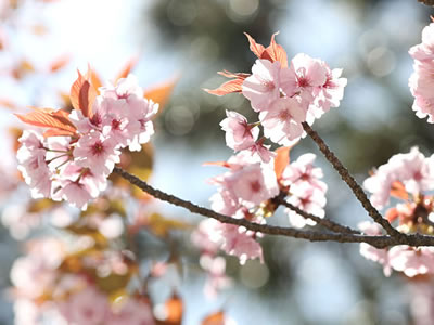 2019年4月11日の桜