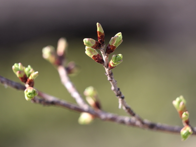 2022年3月16日の桜