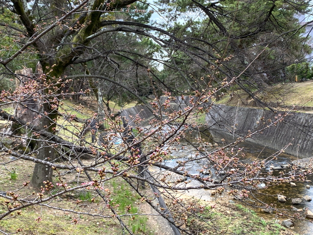 2022年3月19日の桜