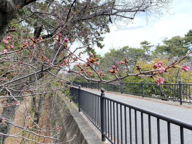 2022年3月23日の桜