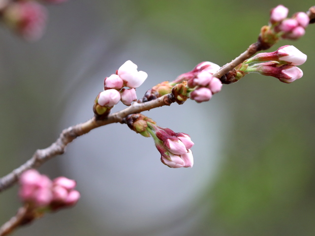 2022年3月23日の桜