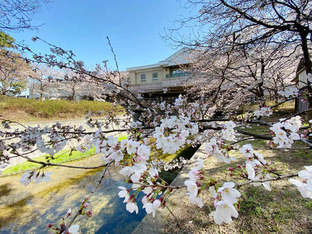 2022年3月27日の桜