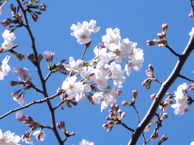 2022年3月27日の桜