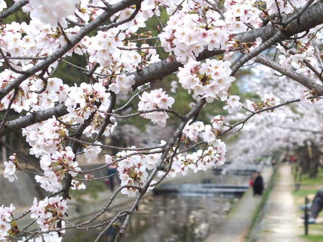 2022年3月29日の桜