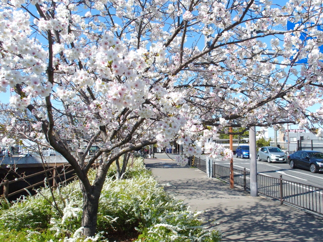 2022年4月4日の桜