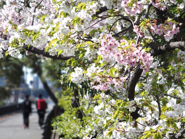 2022年4月5日の桜