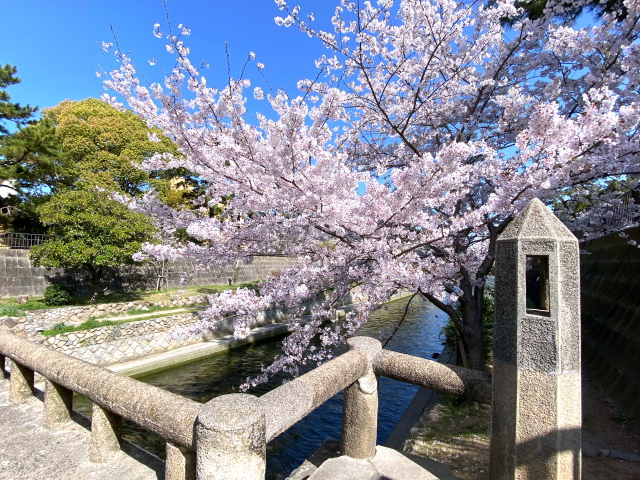 2022年4月5日の桜