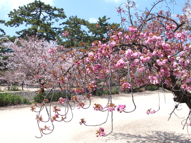 2022年4月8日の桜