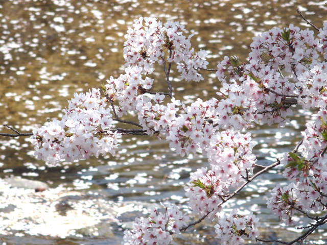 2022年4月8日の桜