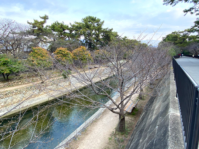 2023年3月17日の桜