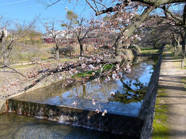 2023年3月22日の桜