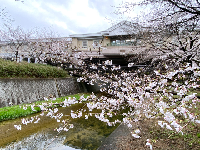 2023年3月24日の桜