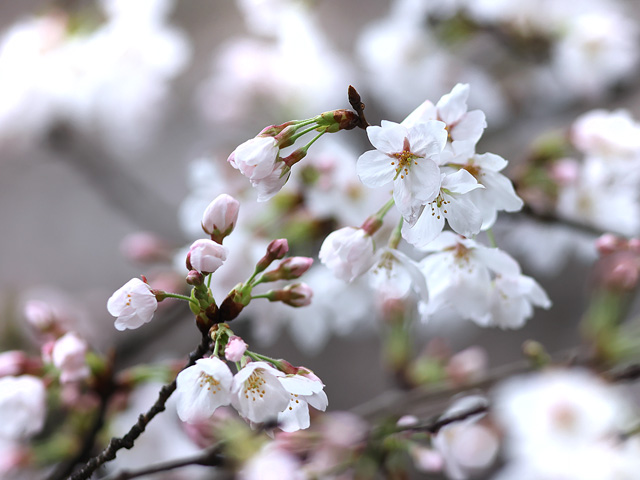 2023年3月24日の桜