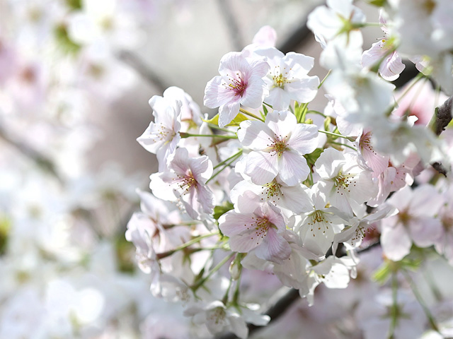 2023年3月27日の桜