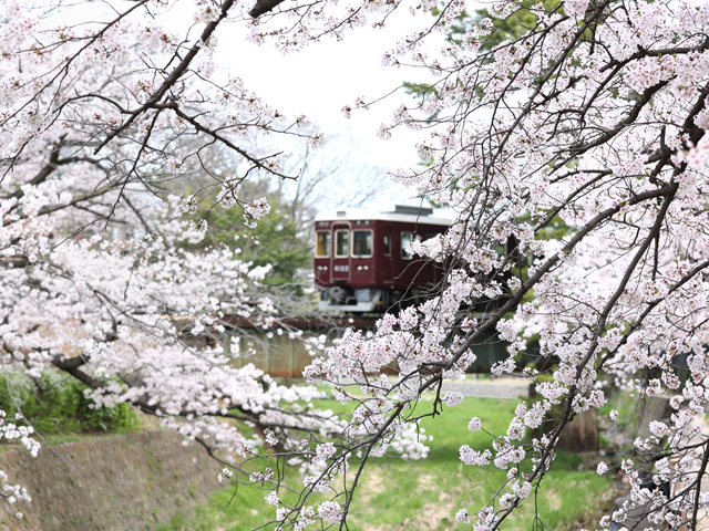 2023年3月31日の桜