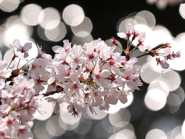 2023年4月3日の桜