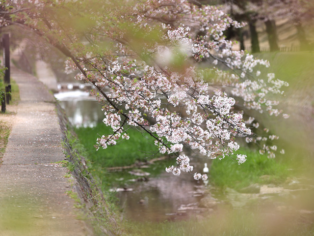 2023年4月5日の桜