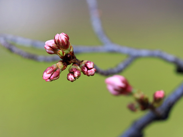 2024年3月24日の桜