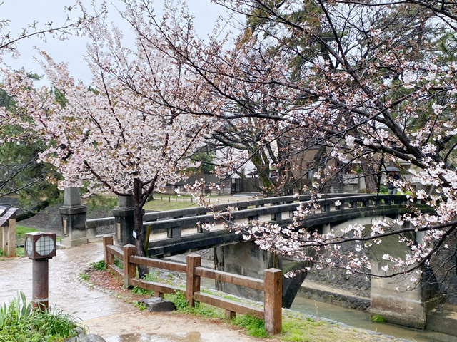 2024年4月3日の桜