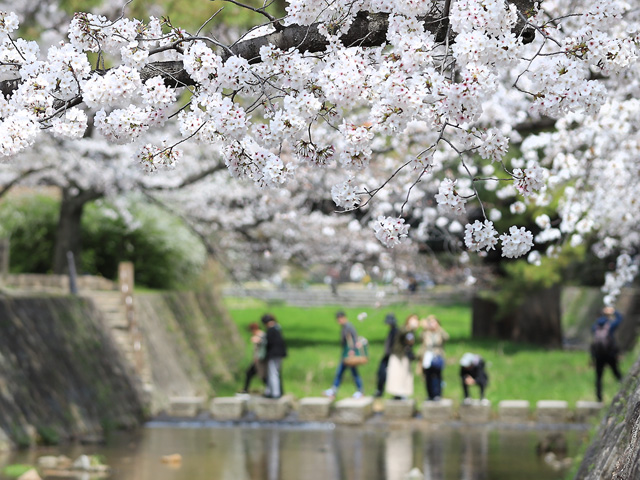 2024年4月5日の桜