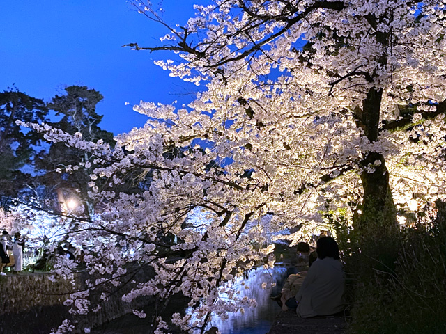 2024年4月7日の桜