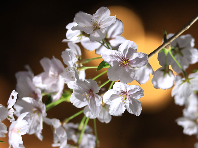 2024年4月7日の桜