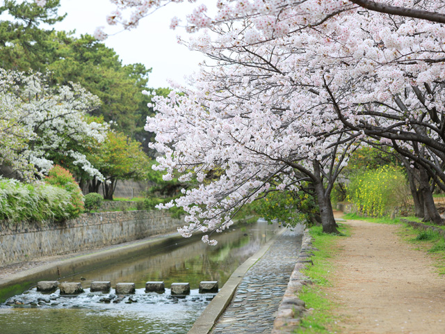 2024年4月8日の桜