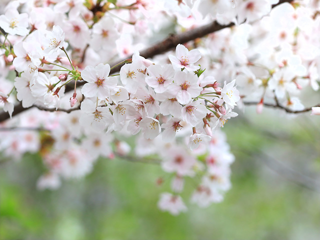 2024年4月8日の桜