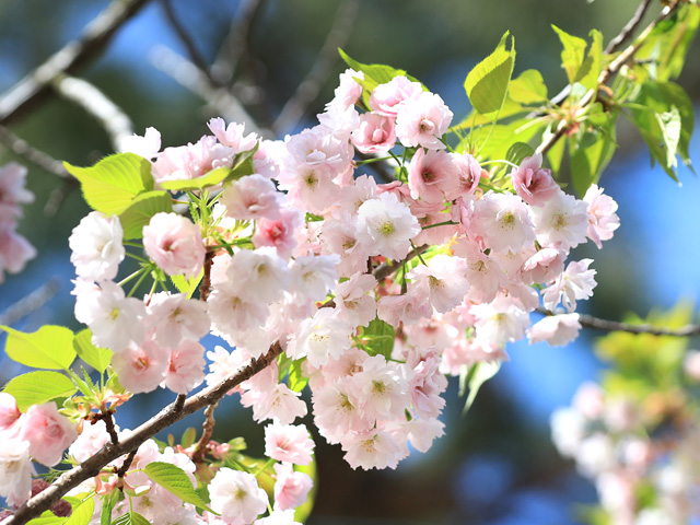 2024年4月12日の桜