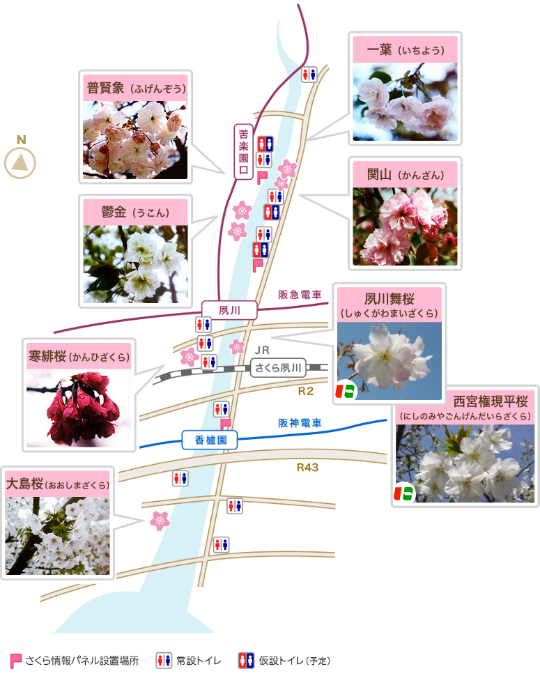 夙川公園マップと珍しい桜たち/普賢象、鬱金、寒緋桜、大島桜、一葉、関山、夙川舞桜、西宮権現平桜