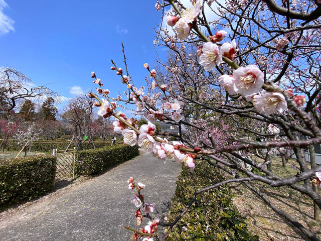 2022年3月8日の梅